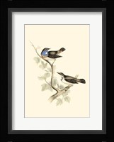 Gould's Blue-Throated Warbler Fine Art Print