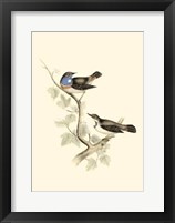 Gould's Blue-Throated Warbler Fine Art Print