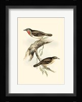 Gould's Gorget Warbler Fine Art Print
