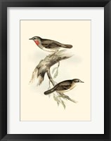 Gould's Gorget Warbler Fine Art Print