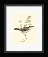 Gould's Barred Warbler Fine Art Print