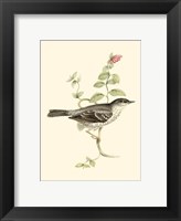 Gould's Barred Warbler Fine Art Print