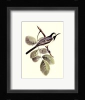 Gould's White Wagtail Fine Art Print