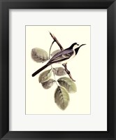 Gould's White Wagtail Fine Art Print