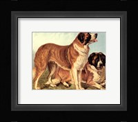 St Bernard Fine Art Print