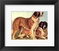 St Bernard Fine Art Print