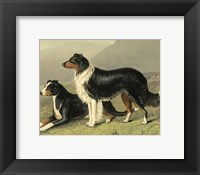Sheep Dogs Fine Art Print