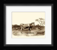 Bovine I Fine Art Print