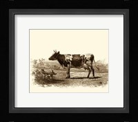 Bovine II Fine Art Print