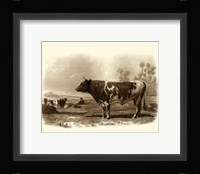 Bovine III Fine Art Print