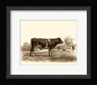 Bovine IV Fine Art Print