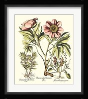 Framboise Floral II Giclee
