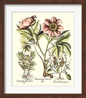 Framboise Floral II Giclee