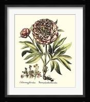 Framboise Floral III Giclee
