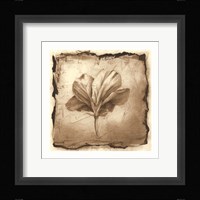Floral Impression IX Framed Print