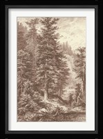 Sepia Noble Fir Giclee