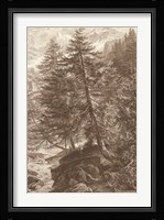 Sepia Larch Tree Giclee