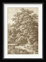 Sepia Oak Tree Giclee