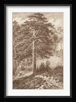 Sepia Wild Pine Giclee