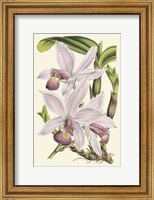 Delicate Orchid I Giclee