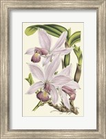 Delicate Orchid I Giclee