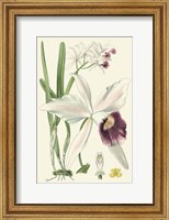 Delicate Orchid II Giclee