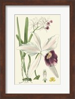Delicate Orchid II Giclee