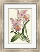Delicate Orchid III Giclee