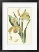 Delicate Orchid IV Giclee
