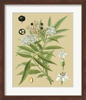 Ivory Blooms I Giclee