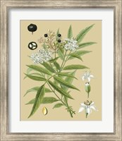 Ivory Blooms I Giclee