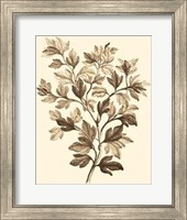 Sepia Munting Foliage I Giclee