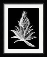 Pineapple Noir I Framed Print