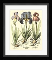 Bulb Garden I Giclee