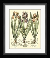 Bulb Garden II Giclee