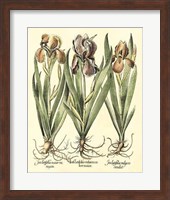 Bulb Garden II Giclee