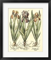 Bulb Garden II Giclee