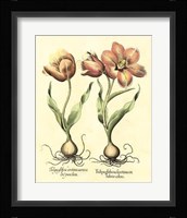 Bulb Garden III Giclee