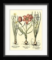 Bulb Garden IV Giclee
