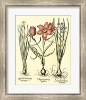 Bulb Garden IV Giclee