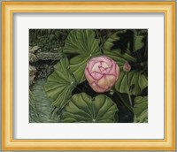 Enchanting Lotus Giclee