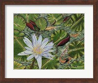 Enchanting Lily Giclee