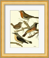 Domestic Bird Family III Giclee