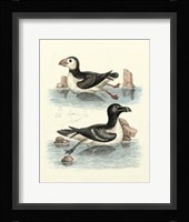 Aquatic Birds II Giclee