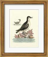 Aquatic Birds III Giclee