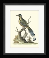 Poised In Nature II Framed Print