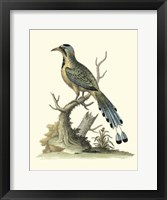 Poised In Nature II Framed Print
