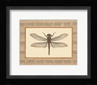 Delicate Dancer I Framed Print