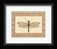 Delicate Dancer II Framed Print