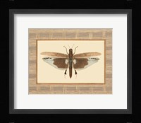 Delicate Dancer IV Framed Print